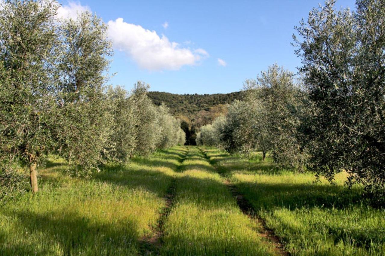 Agriturismo Podere Campalto Campiglia Marittima Cameră foto